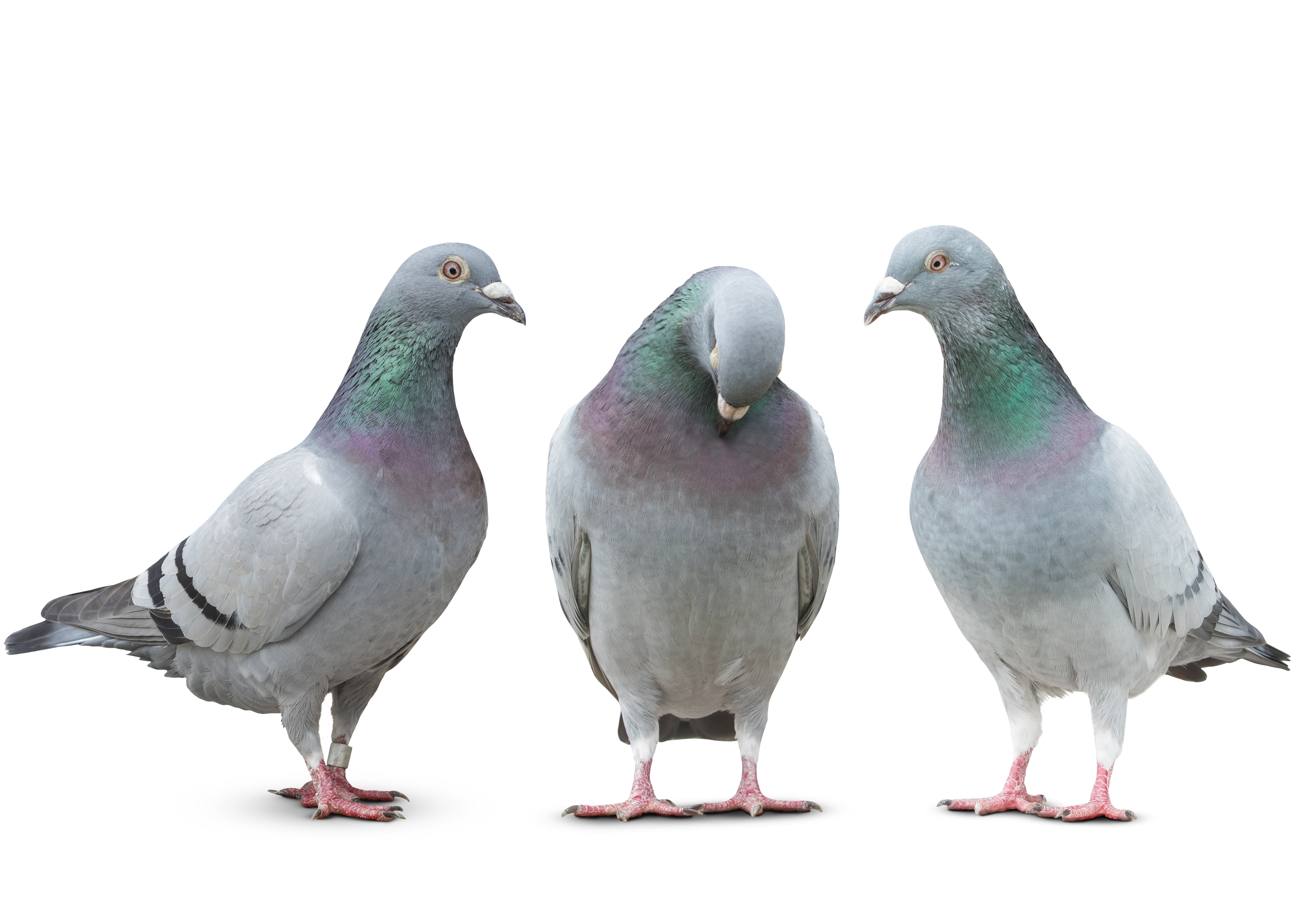 Trhee,Pigeon,Bird,Friend,Sad,Story,On,White,Background
