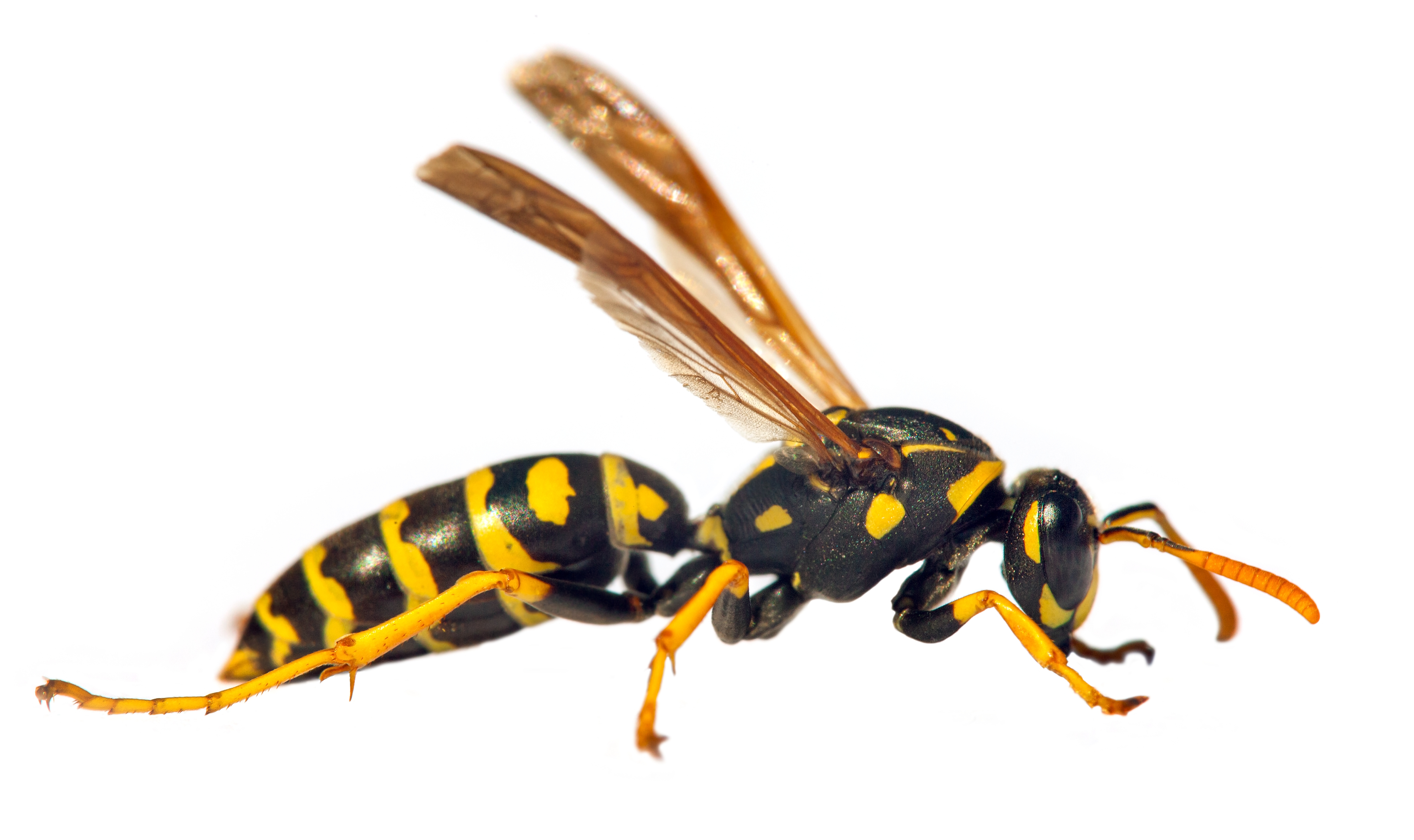 European,Wasp,German,Wasp,Or,German,Yellowjacket,Isolateed,On,White