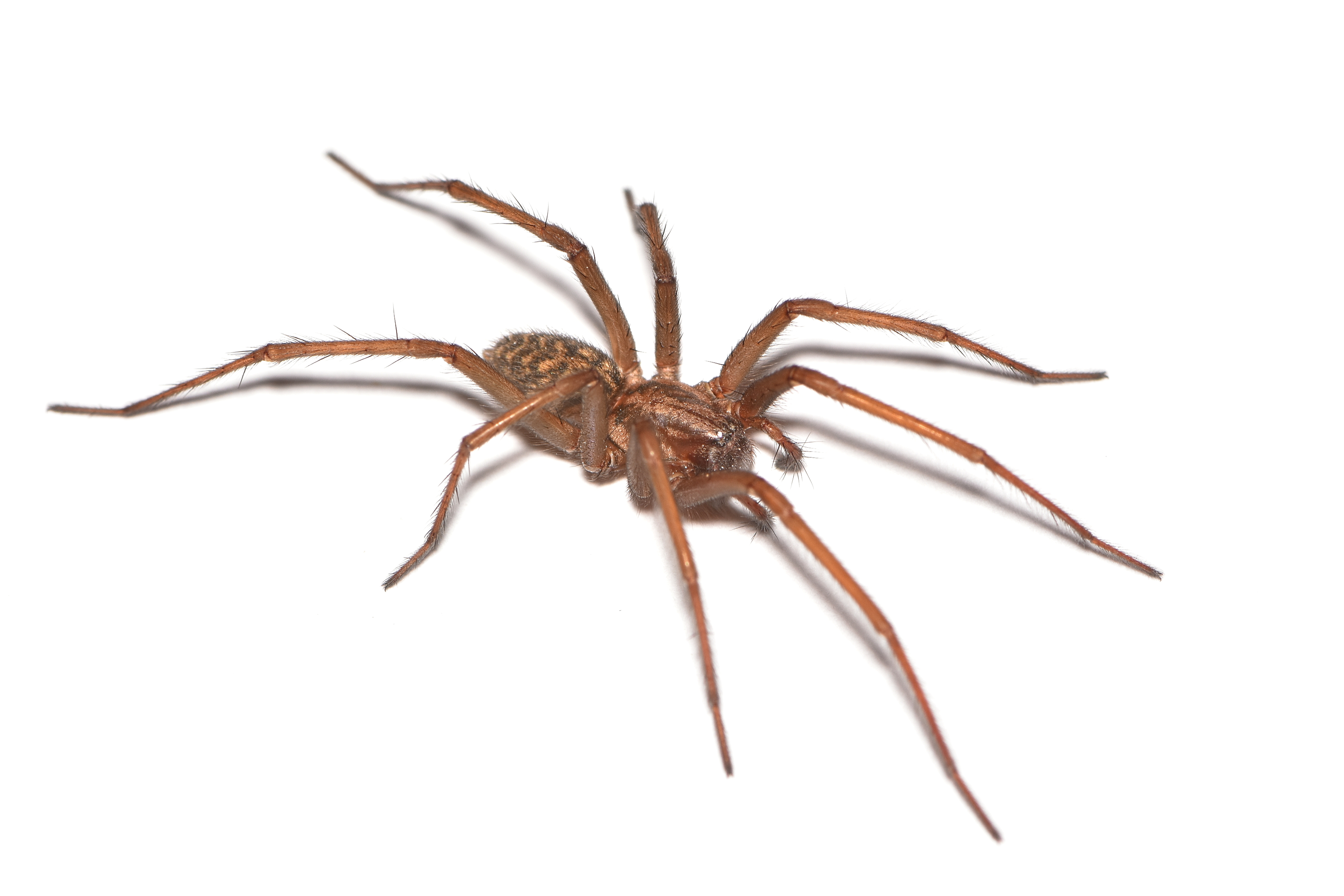 European,Giant,House,Spider,Eratigena,(former,Tegenaria),Atrica,,Found,In
