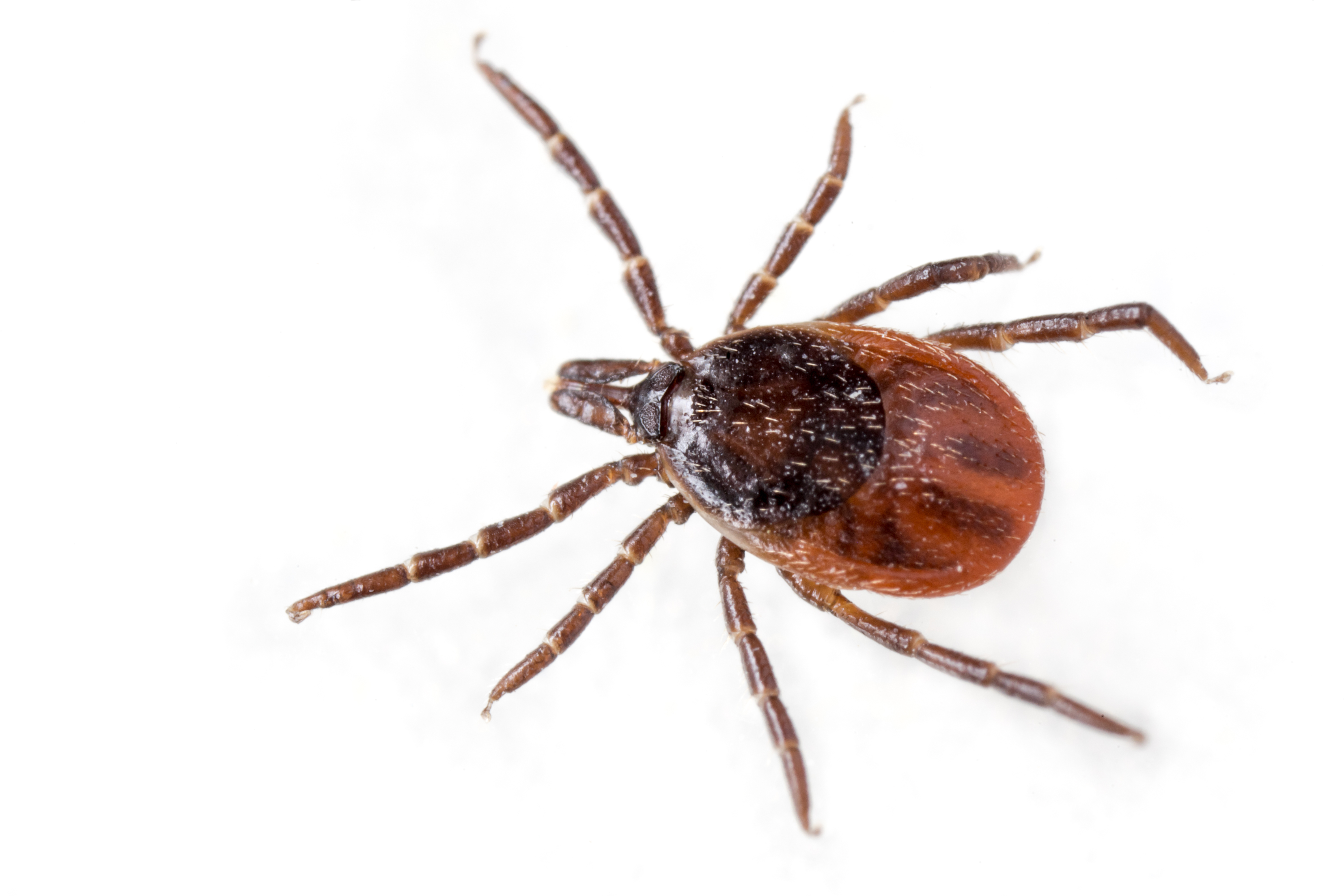 Ticks,Or,Tics,(ixodida),,Also,Called,Hard,Or,Scale,Ticks,
