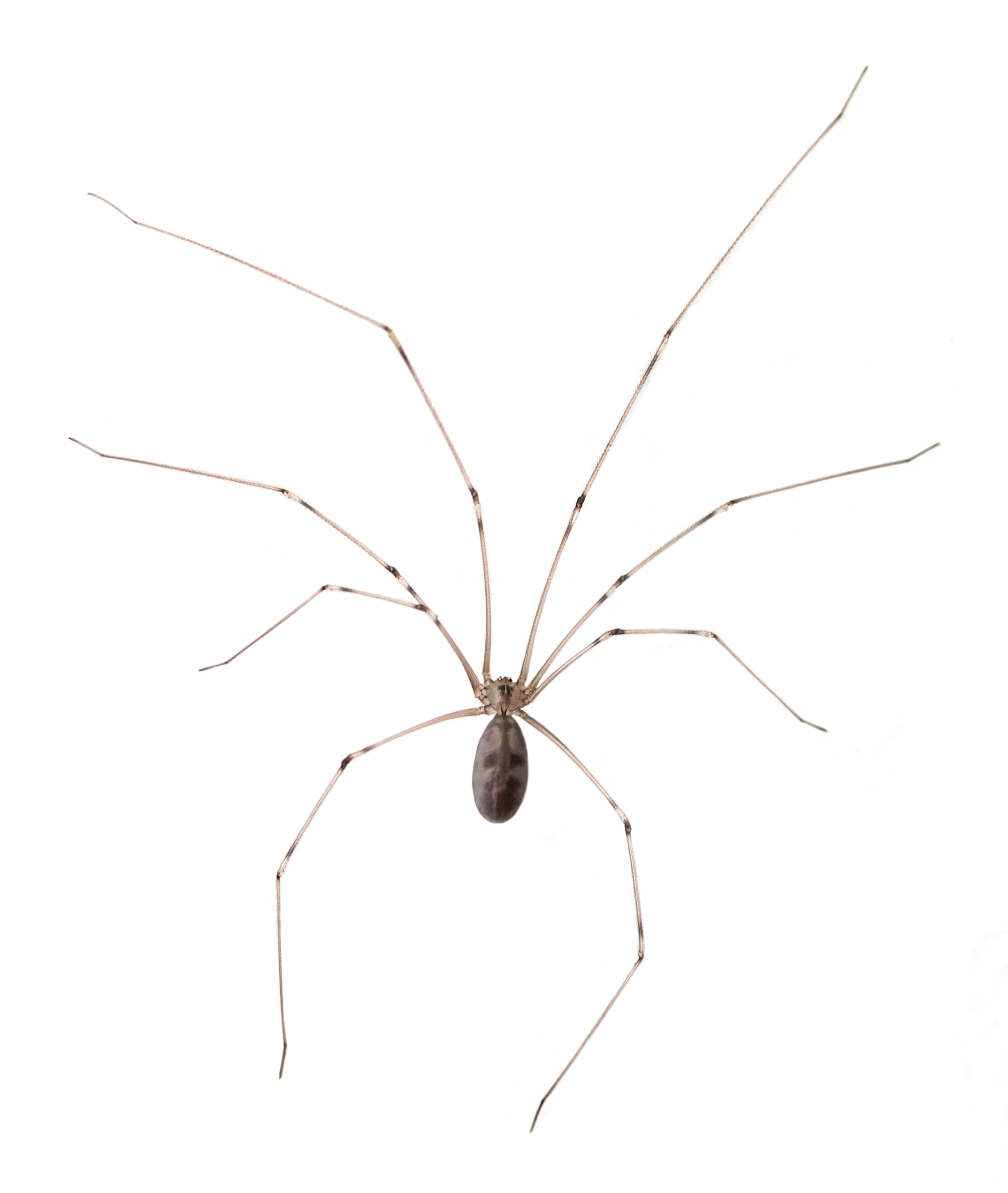 Long-bodied,Cellar,Spider,(pholcus,Phalangioides),Isolated,On,A,White,Background