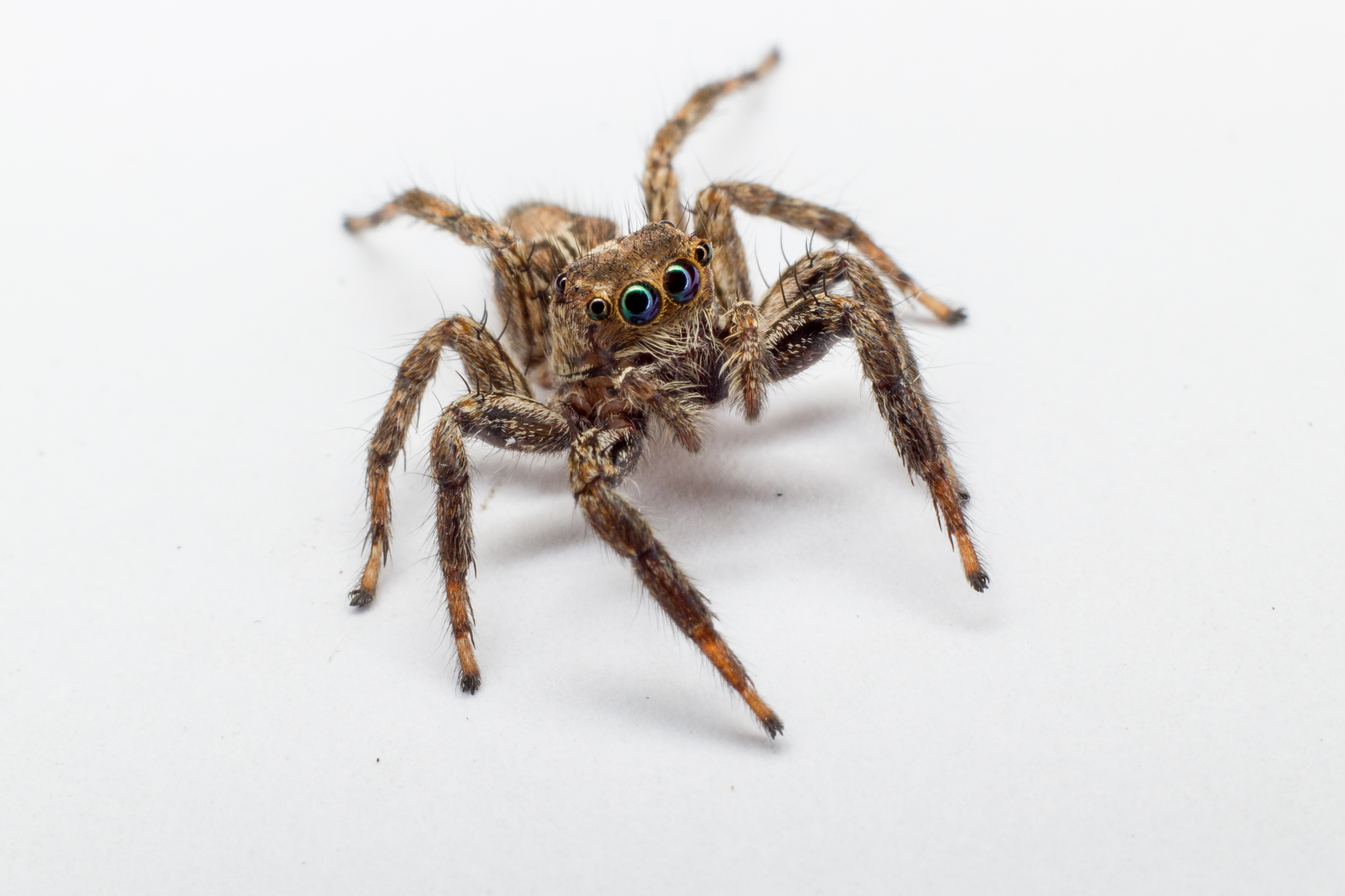 Jumping,Spider,Over,White,Background,,,Jumping,Spider,Isolated,Over