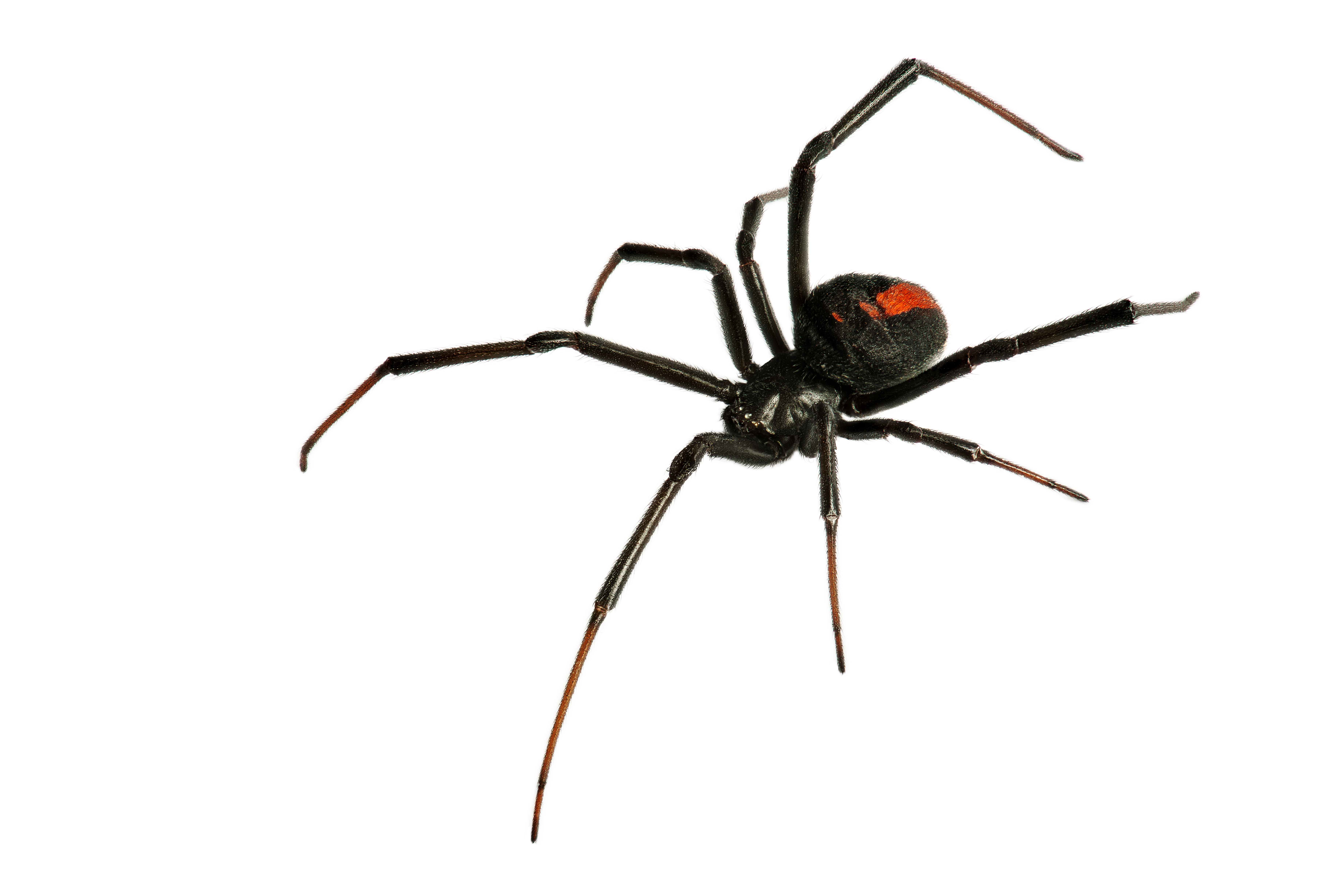Black,Widow,Spider,/,Red,Back,Spider,Isolated,On,White