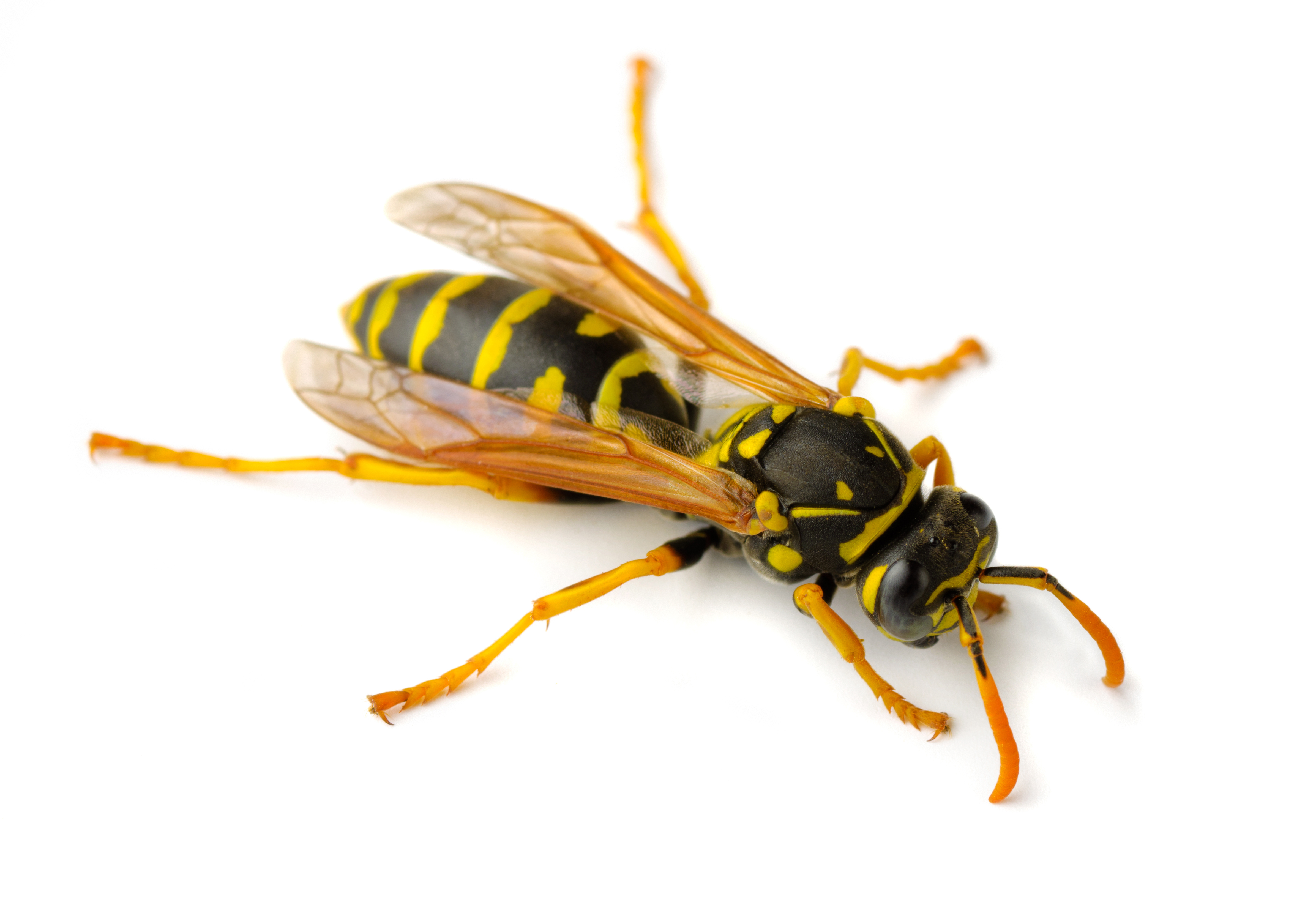 European,Paper,Wasp,(polistes,Dominula),Isolated,On,White